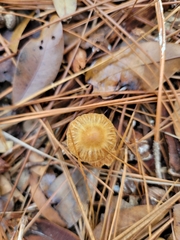 Tubaria furfuracea