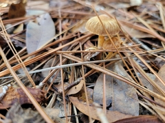 Tubaria furfuracea