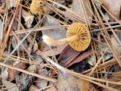 Tubaria furfuracea