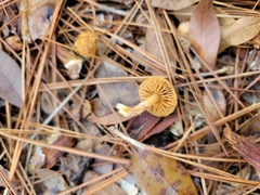 Tubaria furfuracea