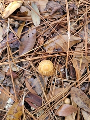 Tubaria furfuracea