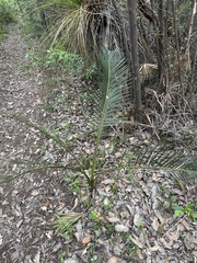 Macrozamia riedlei