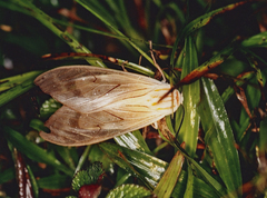 Amastus aconia