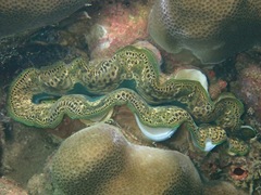 Tridacna crocea