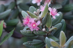 Rhodomyrtus tomentosa