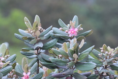 Rhodomyrtus tomentosa