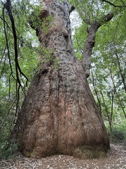 Eucalyptus jacksonii