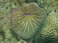 Fungia fungites