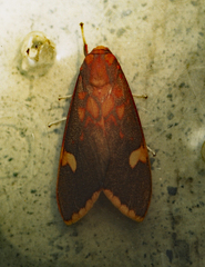 Melese peruviana