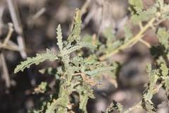 Sphaeralcea hastulata