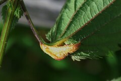 Puccinia urticata
