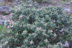 Rhodomyrtus tomentosa