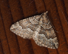 Epyaxa agelasta