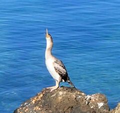 Gulosus aristotelis desmarestii