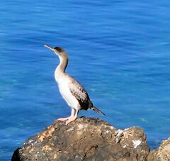Gulosus aristotelis desmarestii
