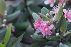 Rhodomyrtus tomentosa