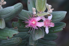Rhodomyrtus tomentosa