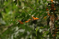 Salacia