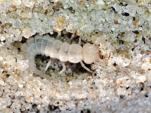 the beachcomber