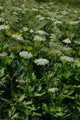 Peucedanum ostruthium