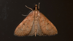 Herpetogramma licarsisalis