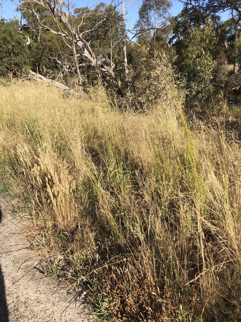 Austrostipa curticoma