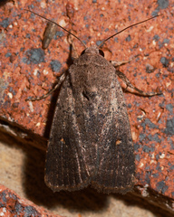 Proteuxoa hypochalchis