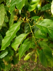 Itea parviflora