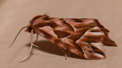 Clytoscopa iorrhoda