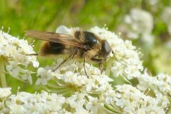 Cheilosia illustrata