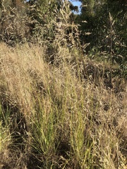 Austrostipa curticoma