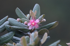Rhodomyrtus tomentosa