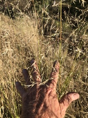 Austrostipa curticoma