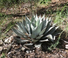 Agave parryi