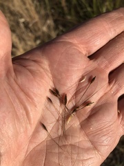 Austrostipa curticoma