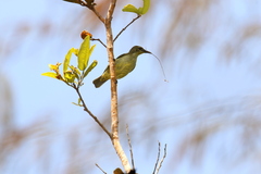 Anthreptes rectirostris