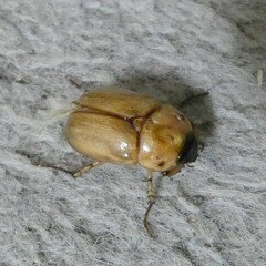 Cyclocephala signaticollis