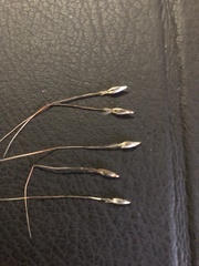 Austrostipa curticoma