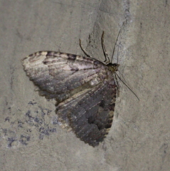 Triphosa dubitata