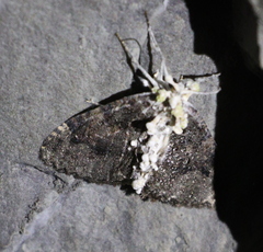 Triphosa dubitata