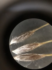 Austrostipa curticoma