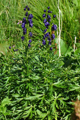 Aconitum tauricum