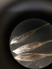 Austrostipa curticoma
