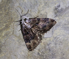 Triphosa dubitata