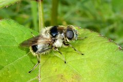 Cheilosia illustrata
