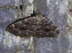 Triphosa dubitata