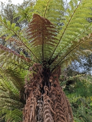 Dicksonia fibrosa