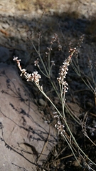 Eriogonum wrightii subscaposum