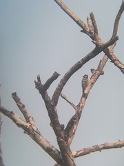 Dendrocopos macei