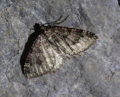 Triphosa dubitata